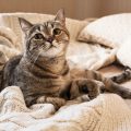 上目遣いの猫