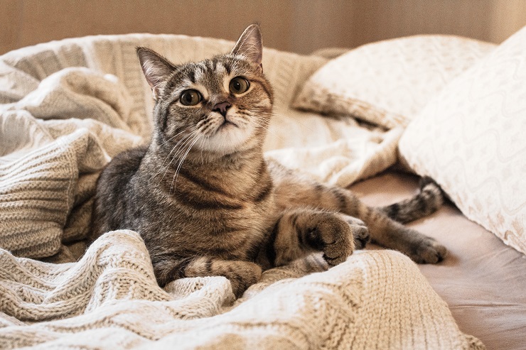 上目遣いの猫