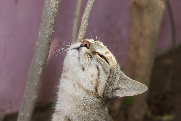 空気を吸う猫