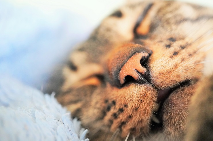 猫の鼻アップ