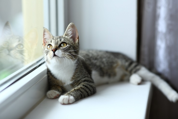 窓辺で休む猫
