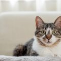 正面を見る猫