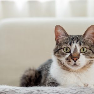 正面を見る猫