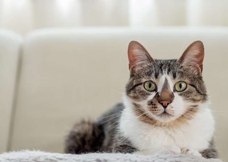 正面を見る猫