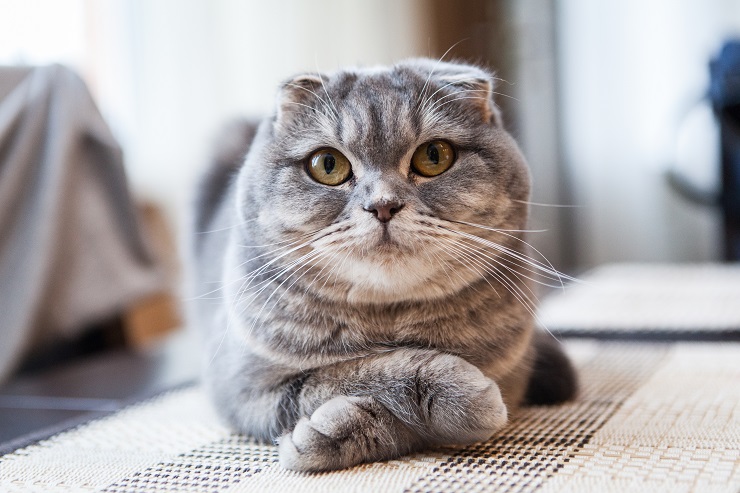 スコティッシュ フォールド 飼っ て は いけない