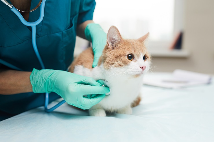 診察中の猫