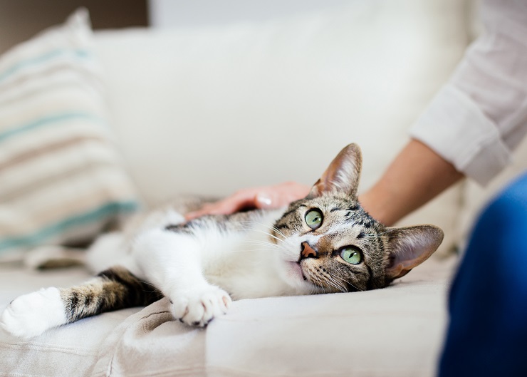 上目遣いの猫