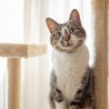 首をかしげて不思議そうにしている猫