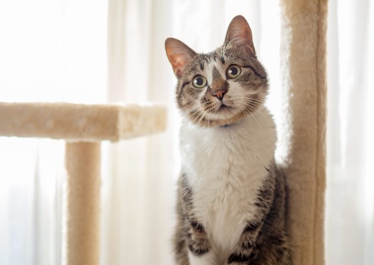 首をかしげて不思議そうにしている猫