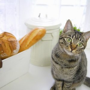 パンがほしそうな猫