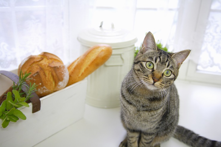 パンがほしそうな猫