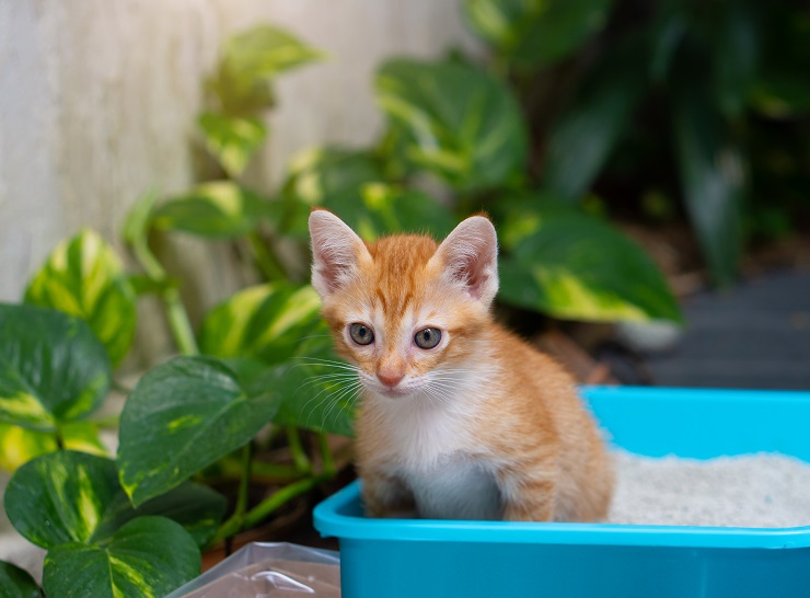 トイレで構える猫