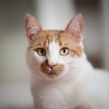 こちらを見つめる猫