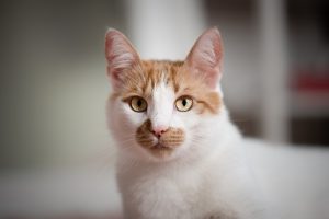 猫の鉤虫症