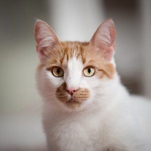 こちらを見つめる猫