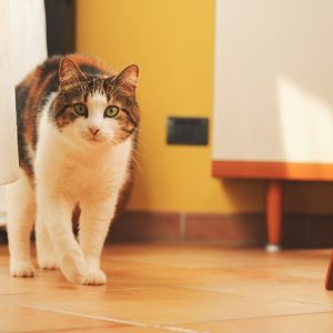 こちらに寄ってくる猫