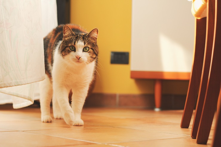 こちらに寄ってくる猫