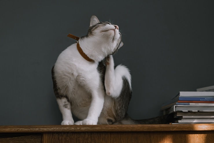 掻いている猫
