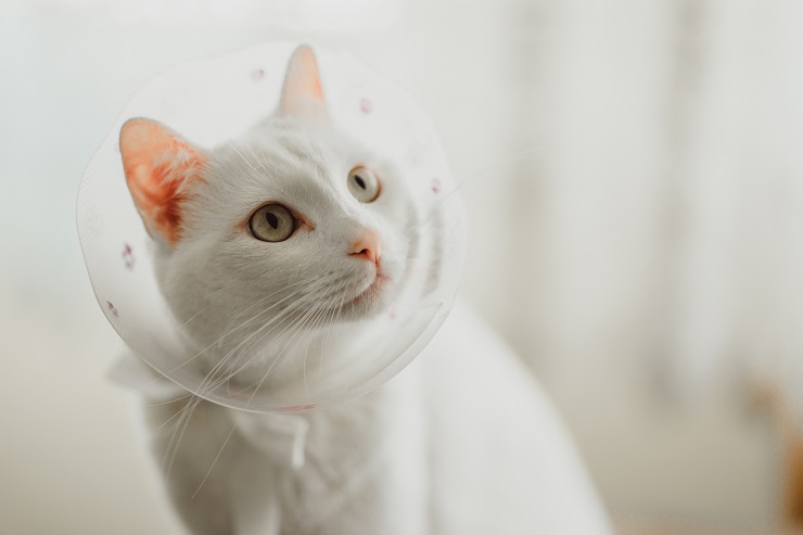 エリザベスカラーの猫