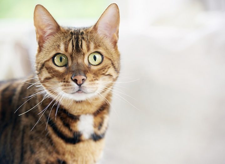 こちらを見る猫