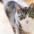 こちらを見ている猫