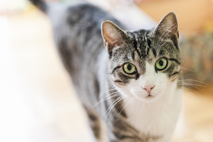 こちらを見ている猫