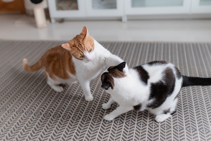 じゃれあっている猫