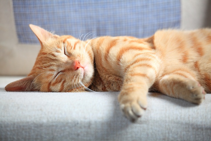 寝ている猫