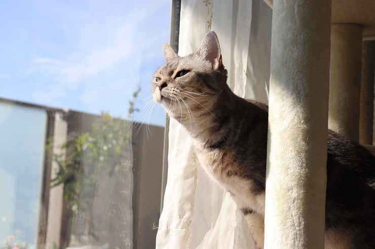 外を眺める室内猫
