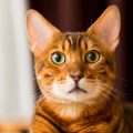 不思議そうにこちらを見つめる猫