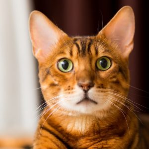 不思議そうにこちらを見つめる猫