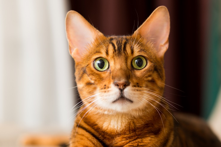 不思議そうにこちらを見つめる猫