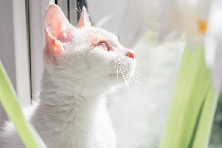 白い猫が窓際で外を眺めている