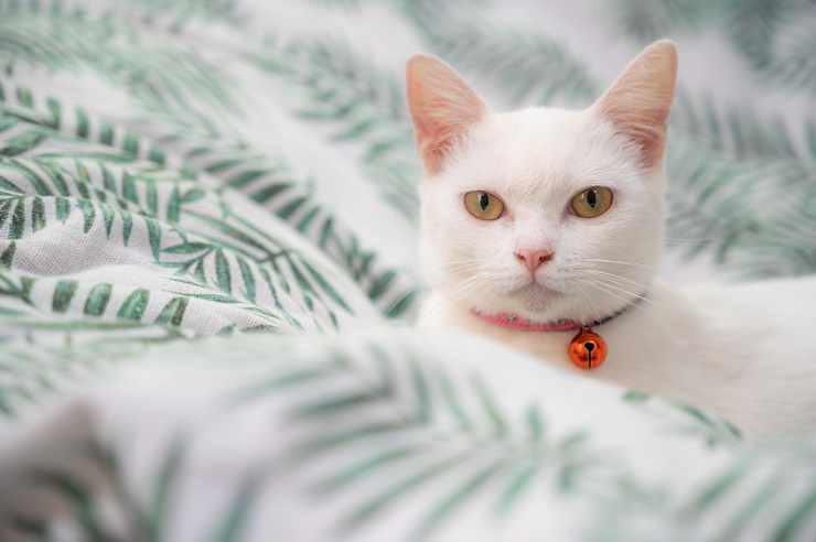 オレンジ色の鈴をつけた猫がソファの上でくつろいでいる