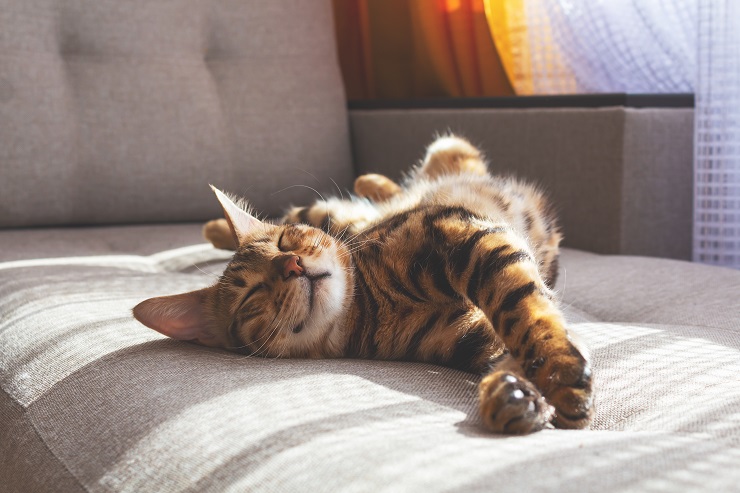 しましまの猫がソファで寝転んでいる