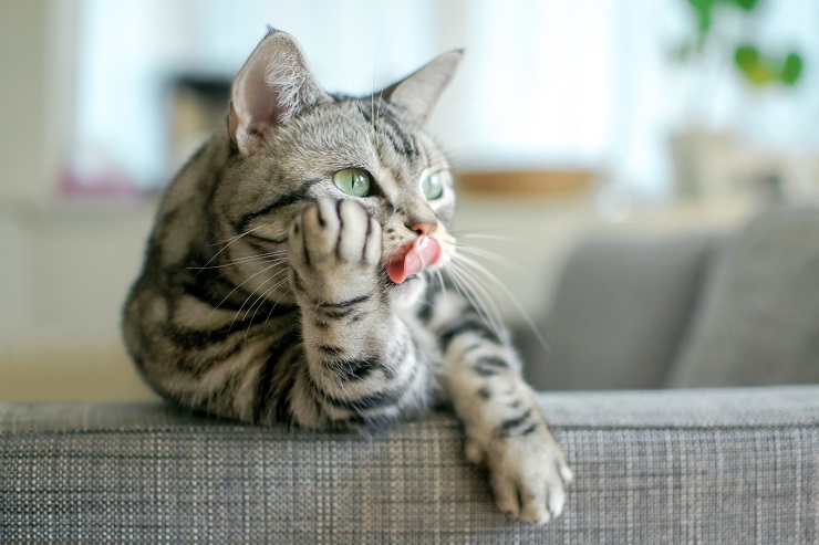 しましまの猫がソファに肘をついている