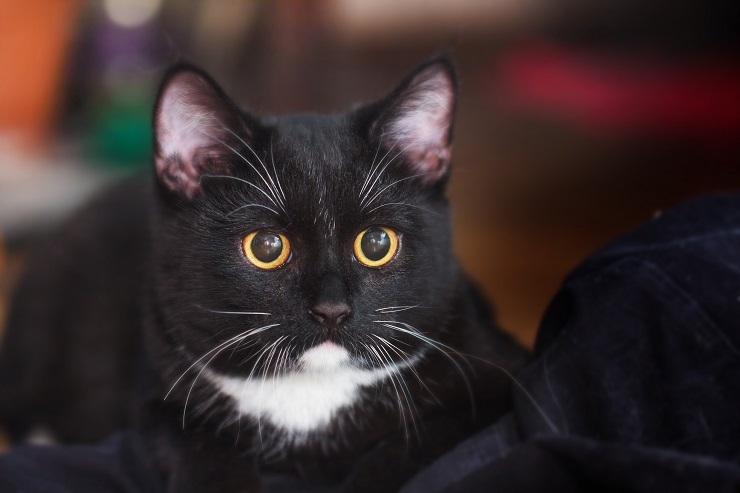 黒猫が前を向いている