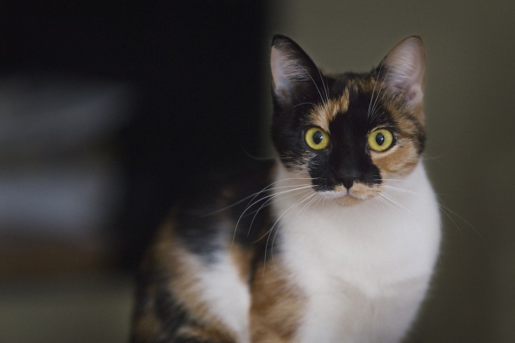 茶色と黒色の毛が混在している猫が前を向いている