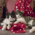 仲良く寄り添う２頭の猫