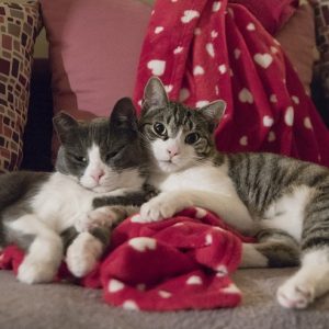 仲良く寄り添う２頭の猫
