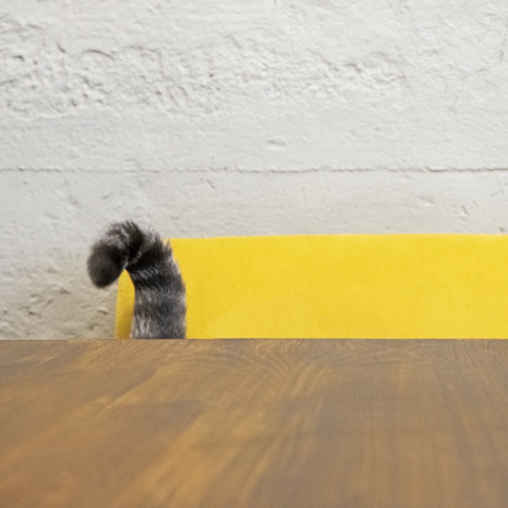 猫の「鍵しっぽ」は幸福をもたらすってホント？鍵しっぽになるのはなぜ