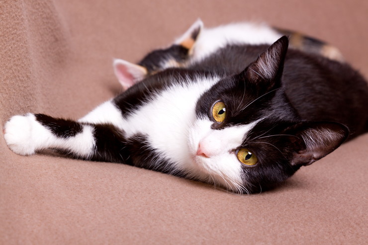 腸重積症の危険因子は何ですか?