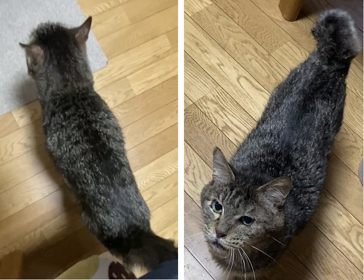 術前術後の猫の全身の様子