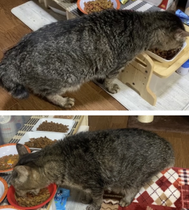 術前術後の猫の身体の側面の様子