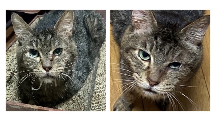 猫のよだれのあるなし