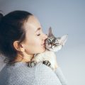 猫を抱っこする