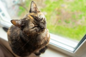 サビ猫ってどんな猫？サビ猫の性格などを徹底解説！ | 猫との暮らし大百科