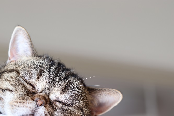 重症筋無力症の原因と危険因子