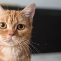こちらを見つめる猫