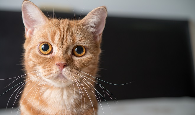 こちらを見つめる猫